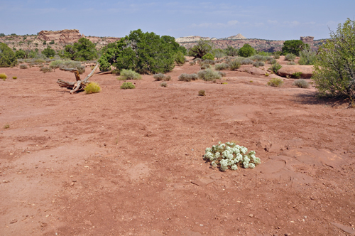 lone flowers